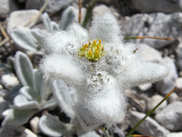 Leontopodium nivale / Stella alpina  appenninica